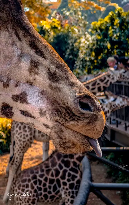 Giraffe Centre, Nairobi, 4 July 2026