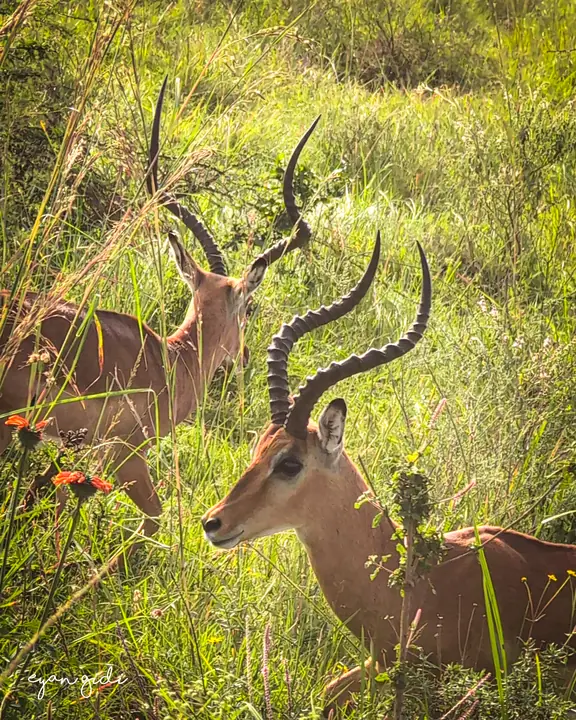 Nairobi National Park, Nairobi, 4 July 2026