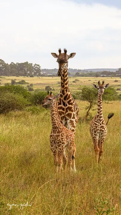 Nairobi National Park, Nairobi, 4 July 2026