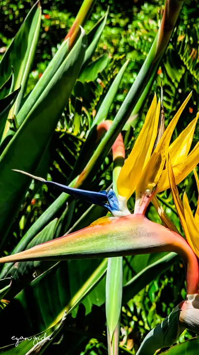 Kirstenbosch, Cape Town, 16 September 2026